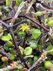 Corokia cotoneaster