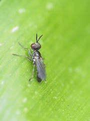 Conopidae