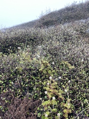 Acaena anserinifolia