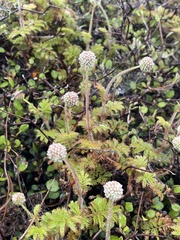 Acaena anserinifolia