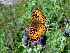 Boloria titania