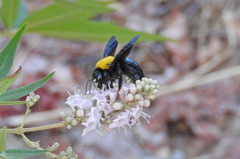 Xylocopa pubescens