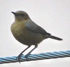 Oenanthe fusca