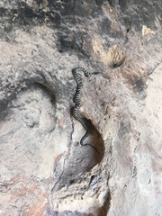 Elaphe quatuorlineata