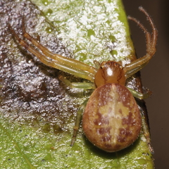 Diaea ambara