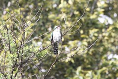 Chrysococcyx caprius