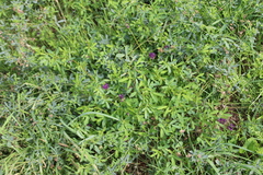 Medicago sativa