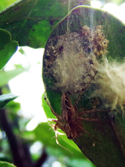 Oxyopes hasta