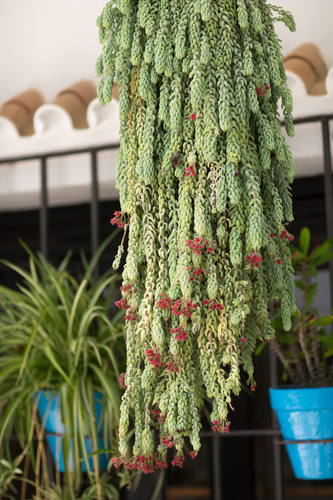 Sedum morganianum E.Walther 3