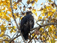Haliaeetus leucocephalus