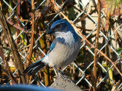Aphelocoma californica