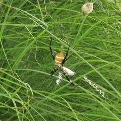Argiope amoena