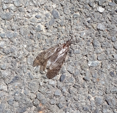 Archichauliodes diversus