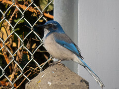 Aphelocoma californica
