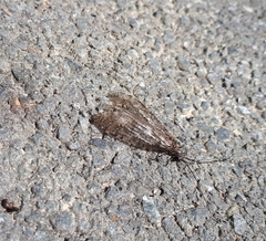 Archichauliodes diversus