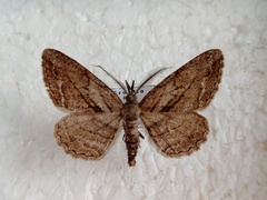 Peribatodes correptaria