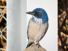 Aphelocoma californica