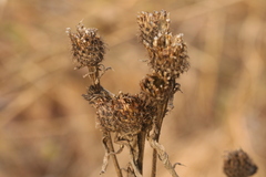 Centaurea phrygia pseudophrygia