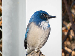 Aphelocoma californica