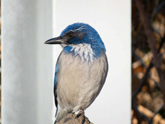 Aphelocoma californica