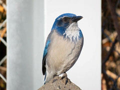 Aphelocoma californica