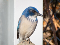 Aphelocoma californica