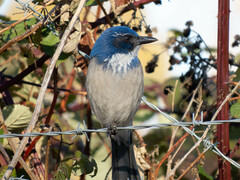 Aphelocoma californica