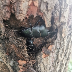 Serrognathus titanus platymelus