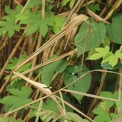 Pseudothemis zonata