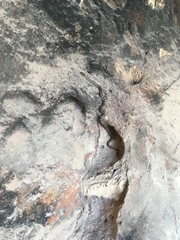 Elaphe quatuorlineata