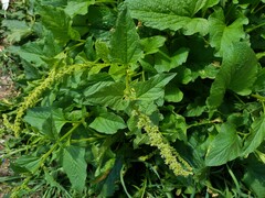 Blitum bonus-henricus