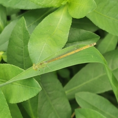 Paracercion hieroglyphicum