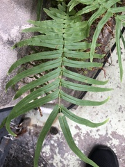 Pteris vittata