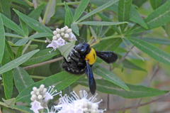 Xylocopa pubescens