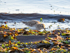 Calidris minutilla