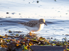 Calidris minutilla