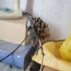 Cryptotympana atrata