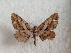 Peribatodes correptaria