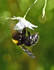 Bombus argillaceus