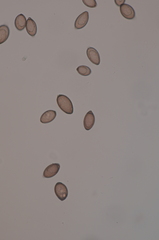 Choanephora cucurbitarum