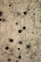 Choanephora cucurbitarum