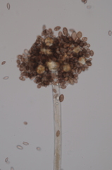 Choanephora cucurbitarum