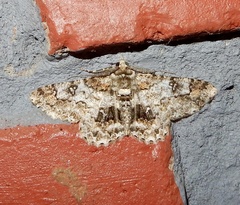 Cleora acaciaria