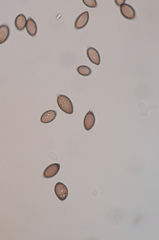 Choanephora cucurbitarum