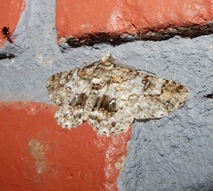 Cleora acaciaria