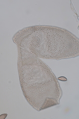 Choanephora cucurbitarum