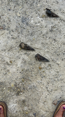 Melanoides tuberculata