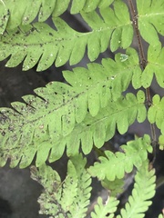 Thelypteridaceae