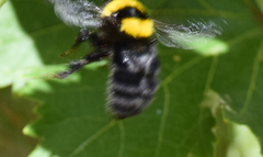 Bombus argillaceus
