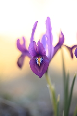 Iris reticulata